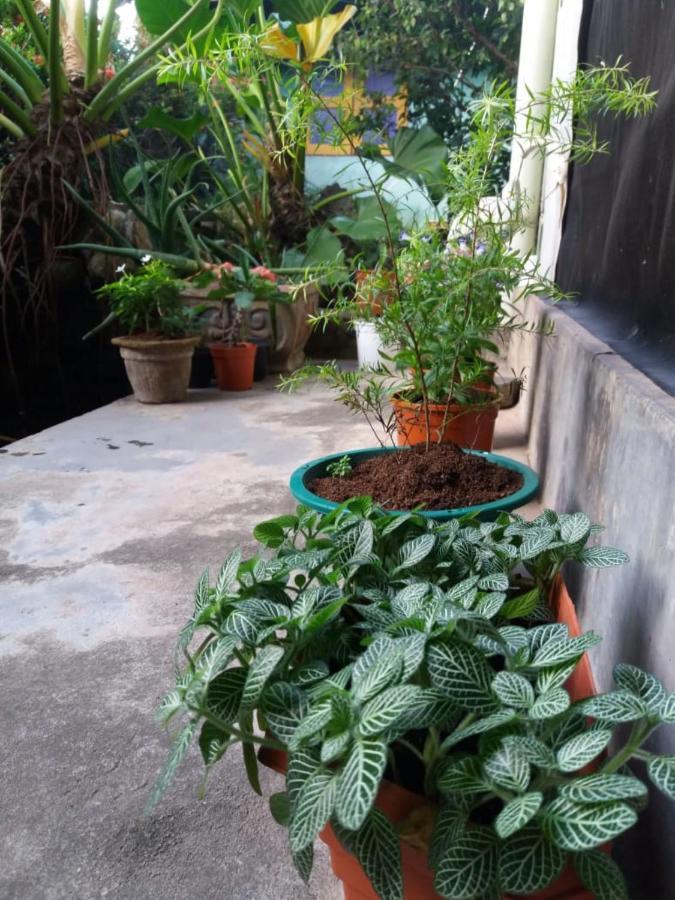 Mazz Homestay Negombo Kültér fotó